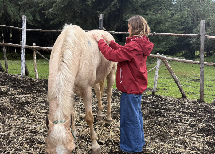 Horsecalm14