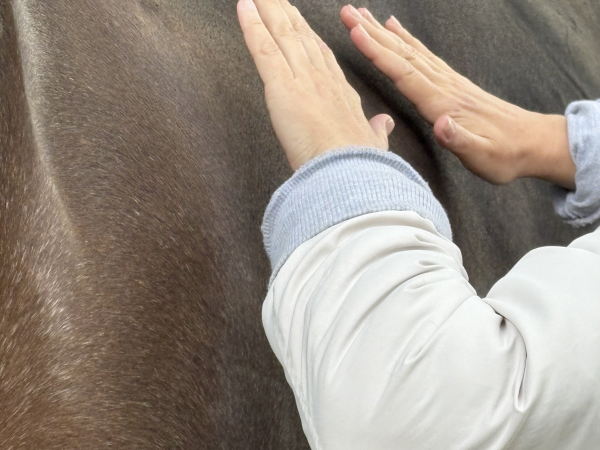 Horsecalm15